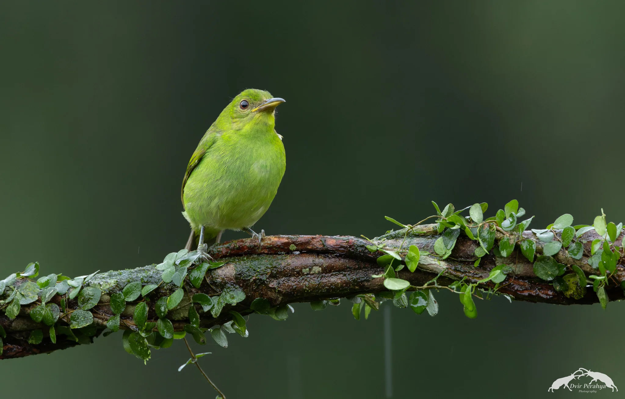 Green Honeycreeper, Boca Tapada
